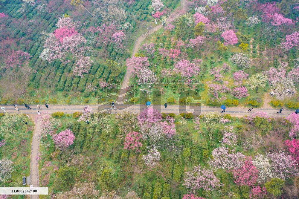 2024 Nanjing International Plum Blossom Festival