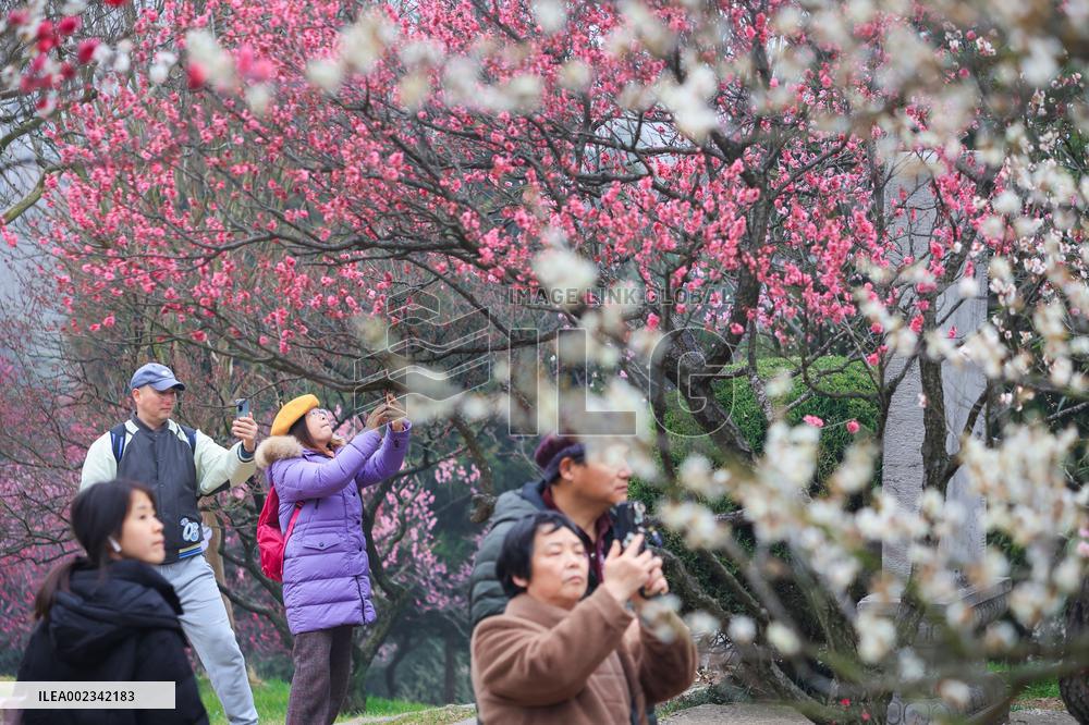 2024 Nanjing International Plum Blossom Festival