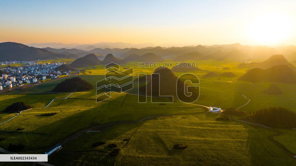 CHINA-YUNNAN-LUOPING COUNTY-COLE FLOWER FIELD (CN)