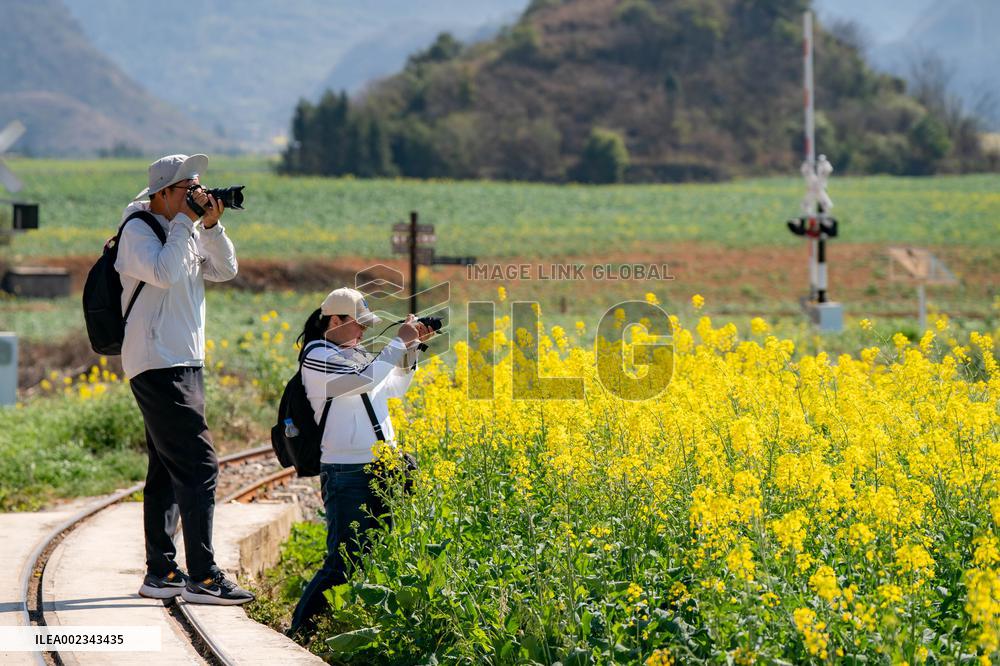 CHINA-YUNNAN-LUOPING COUNTY-COLE FLOWER FIELD (CN)