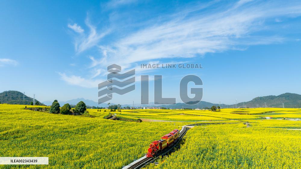 CHINA-YUNNAN-LUOPING COUNTY-COLE FLOWER FIELD (CN)