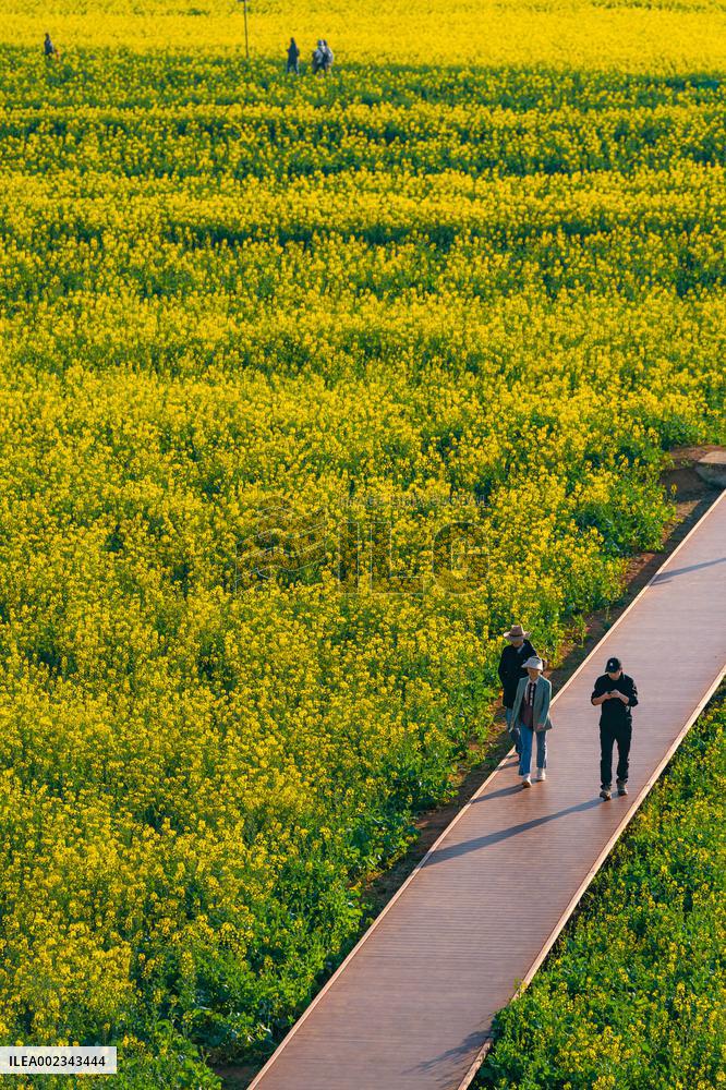 CHINA-YUNNAN-LUOPING COUNTY-COLE FLOWER FIELD (CN)