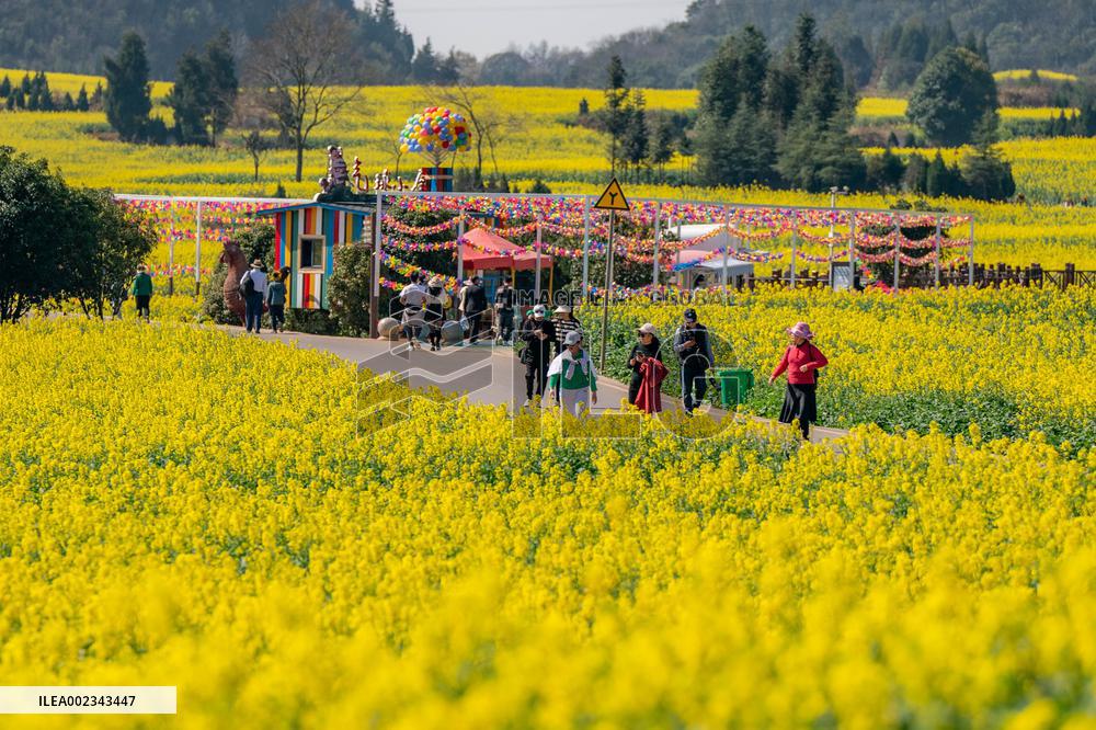 CHINA-YUNNAN-LUOPING COUNTY-COLE FLOWER FIELD (CN)