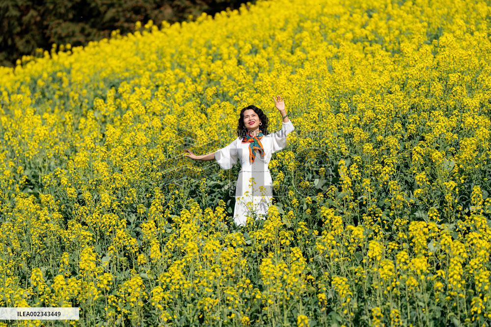 CHINA-YUNNAN-LUOPING COUNTY-COLE FLOWER FIELD (CN)