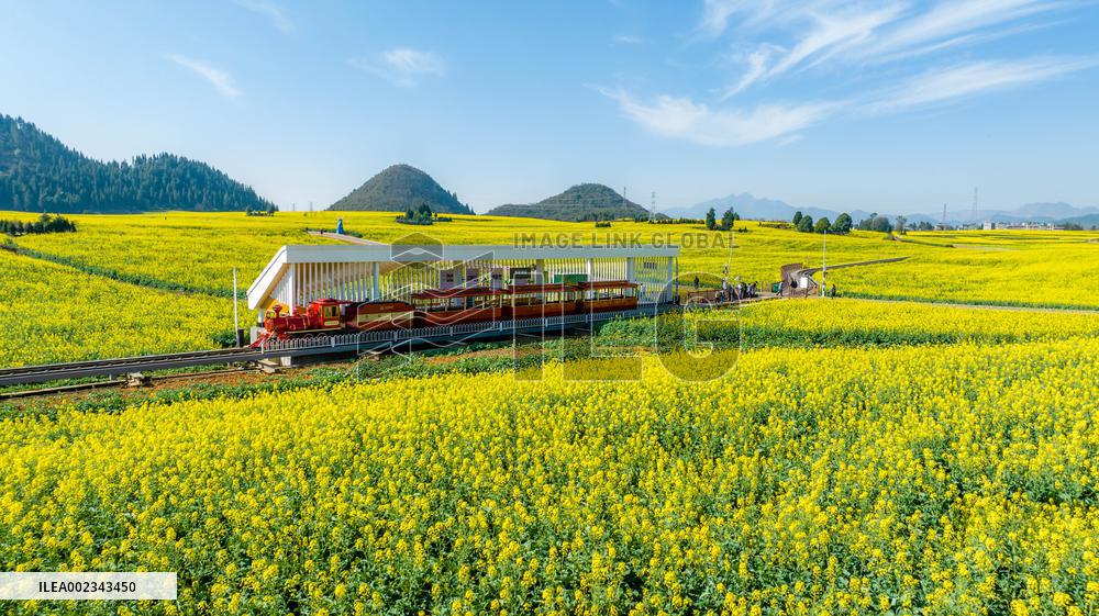 CHINA-YUNNAN-LUOPING COUNTY-COLE FLOWER FIELD (CN)