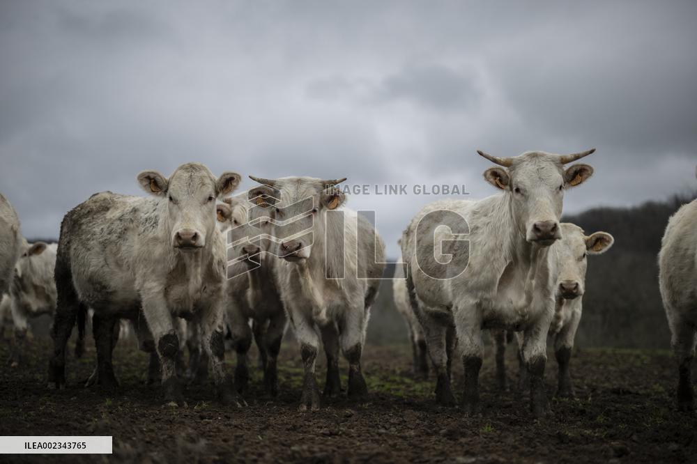 Charolais Cows In The Morvan Region of France