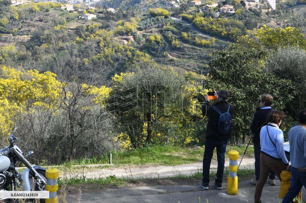 Mimosa Route - South Of France