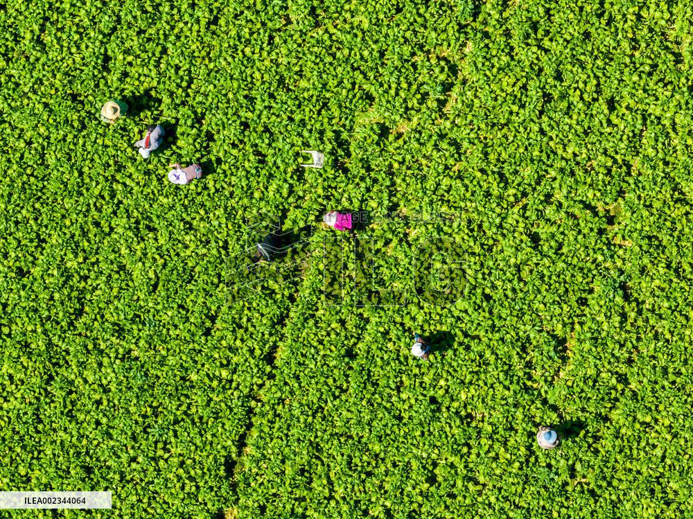 #CHINA-SOLAR TERM-RAIN WATER-AGRICULTURE (CN)