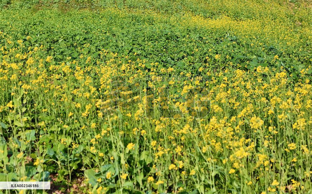 Rapeseed Flowers in Full Bloom in Nanning