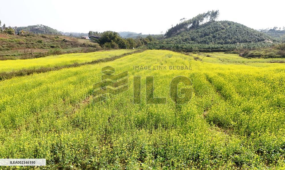 Rapeseed Flowers in Full Bloom in Nanning