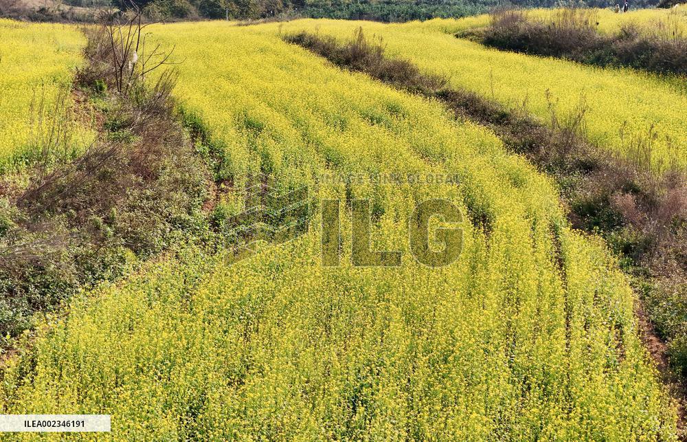 Rapeseed Flowers in Full Bloom in Nanning