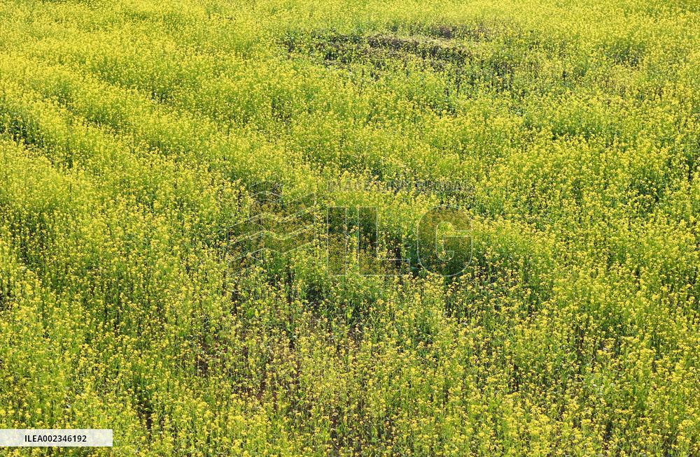 Rapeseed Flowers in Full Bloom in Nanning