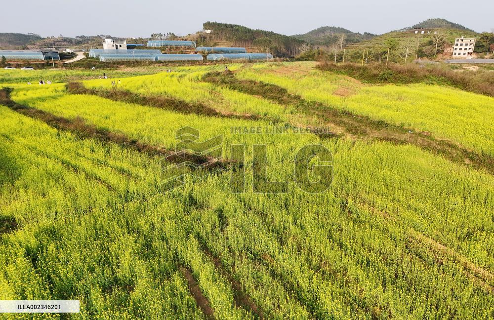 Rapeseed Flowers in Full Bloom in Nanning