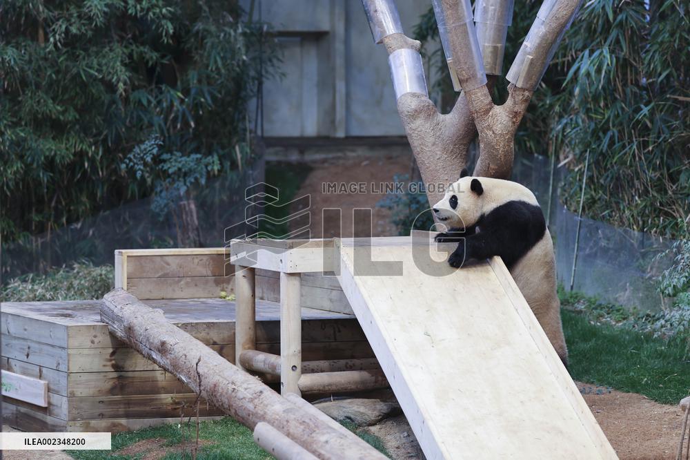 SOUTH KOREA-GIANT PANDA-FU BAO-RETURN PLAN