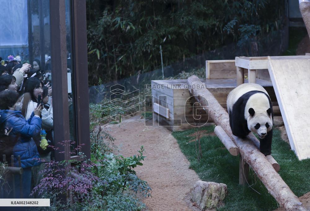 SOUTH KOREA-GIANT PANDA-FU BAO-RETURN PLAN