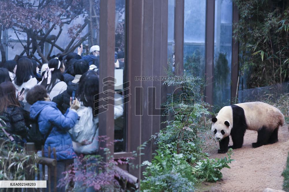 SOUTH KOREA-GIANT PANDA-FU BAO-RETURN PLAN