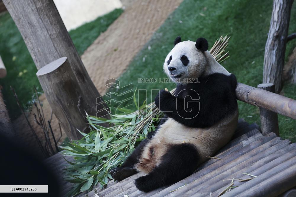 SOUTH KOREA-GIANT PANDA-FU BAO-RETURN PLAN