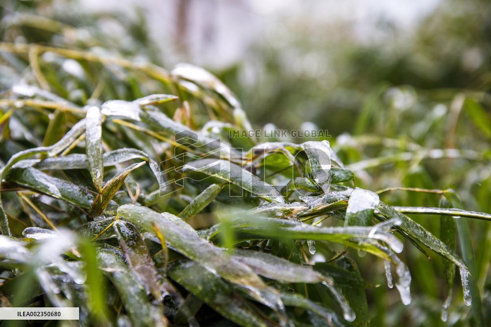 Cold Wave Hit Lianyungang