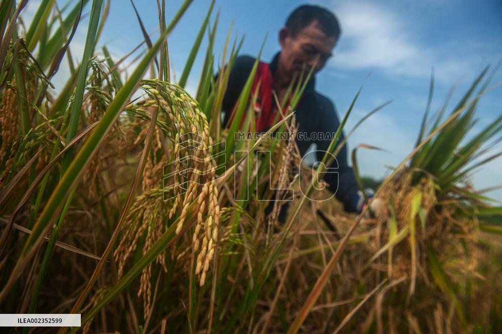 Climate Changes Impacted the Quality and Quantity of Paddy Harvesting - Indonesia