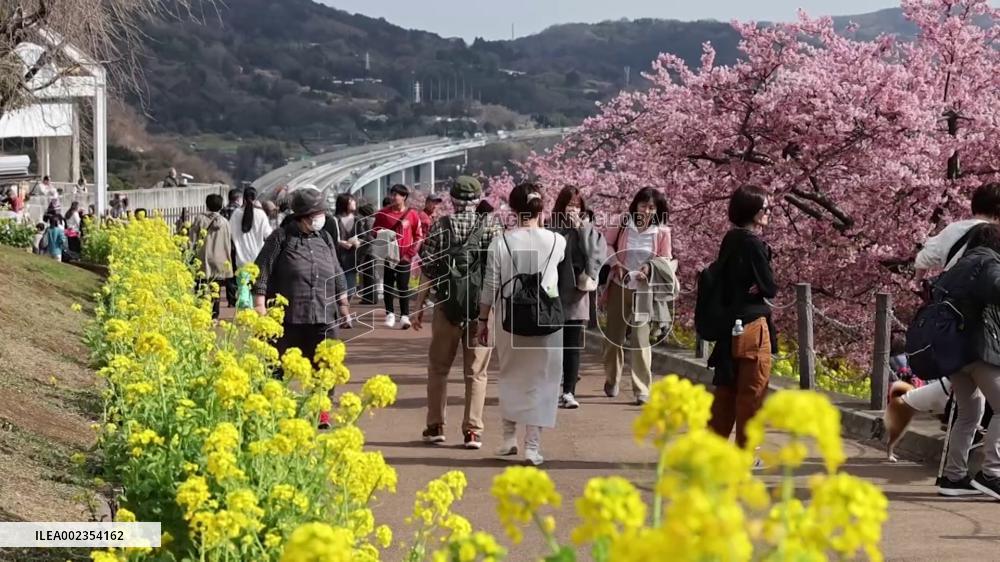 [Breaking News]Cherry blossoms in full bloom