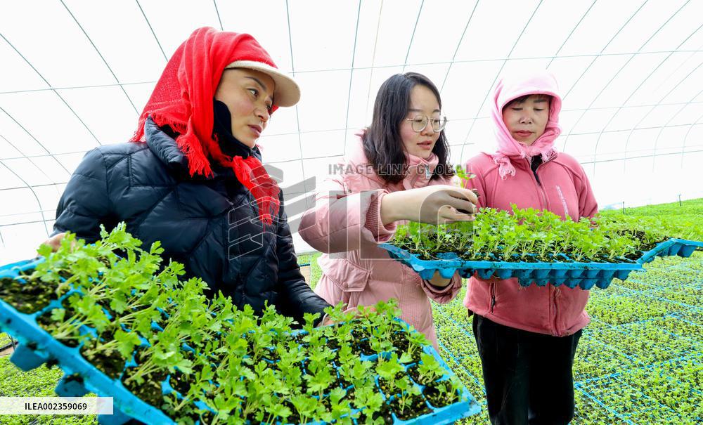 A Breeding Greenhouse in Zhangye