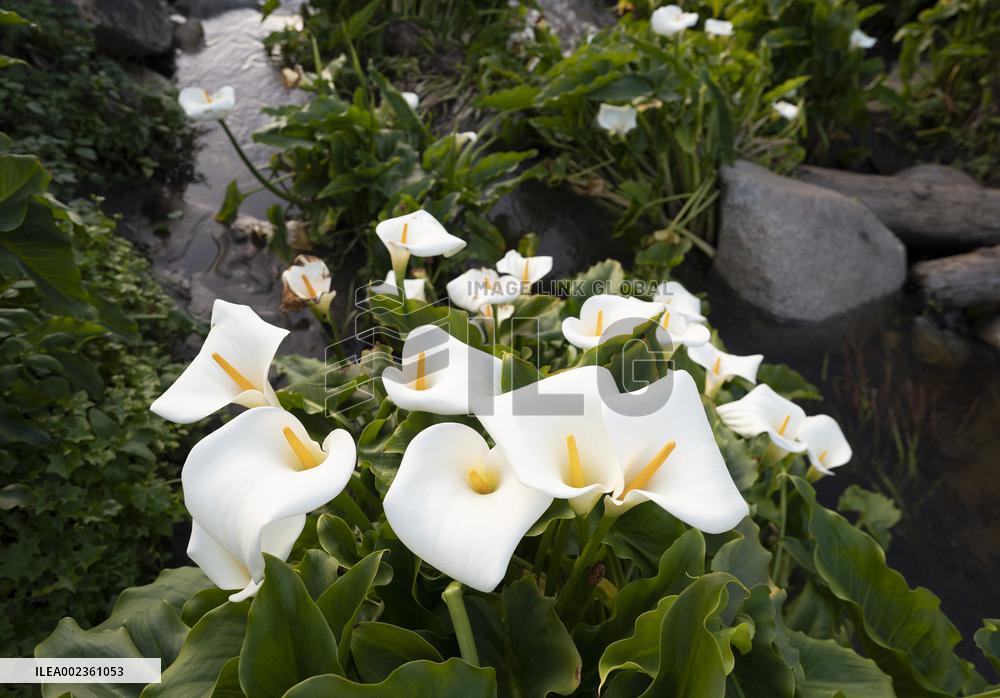 U.S.-MONTEREY-CALLA LILY