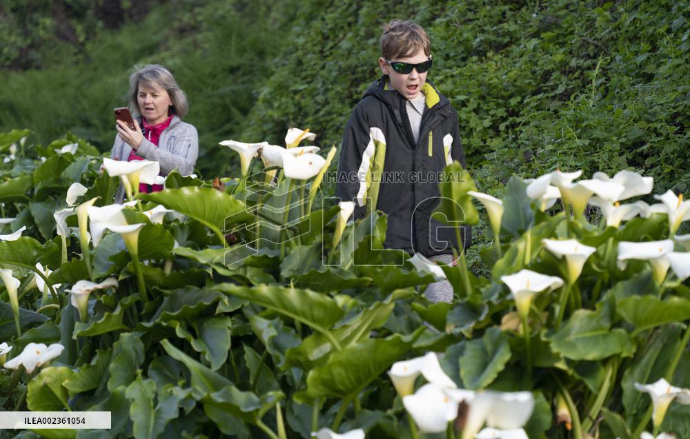 U.S.-MONTEREY-CALLA LILY