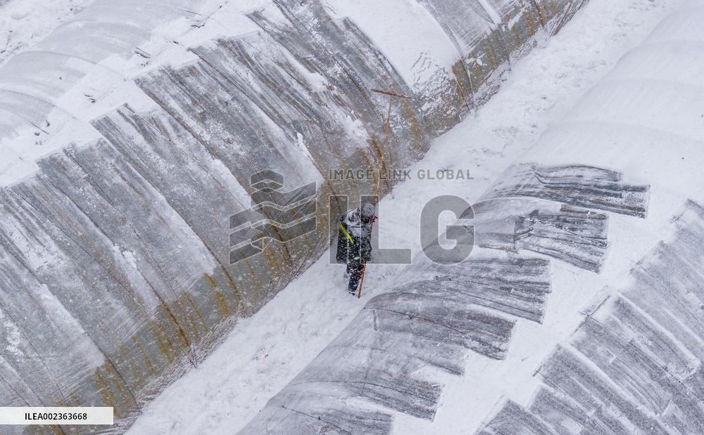 Agriculture During The Cold Wave in Suqian