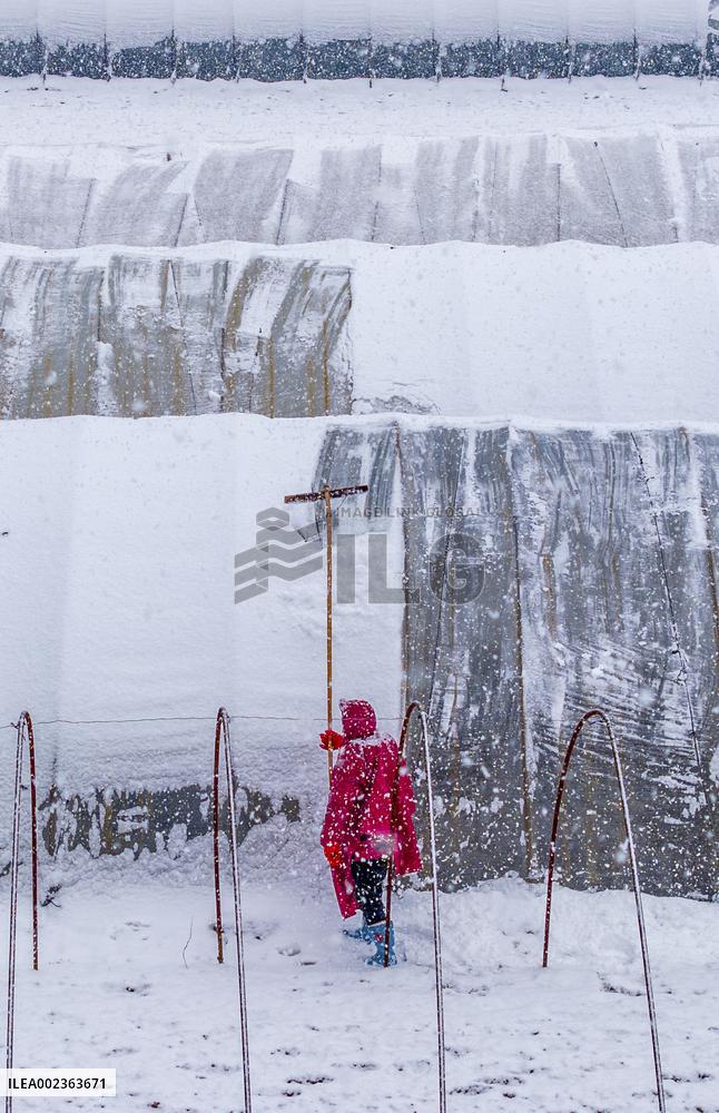 Agriculture During The Cold Wave in Suqian