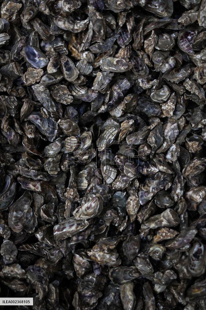 Oyster Farm - Fouras