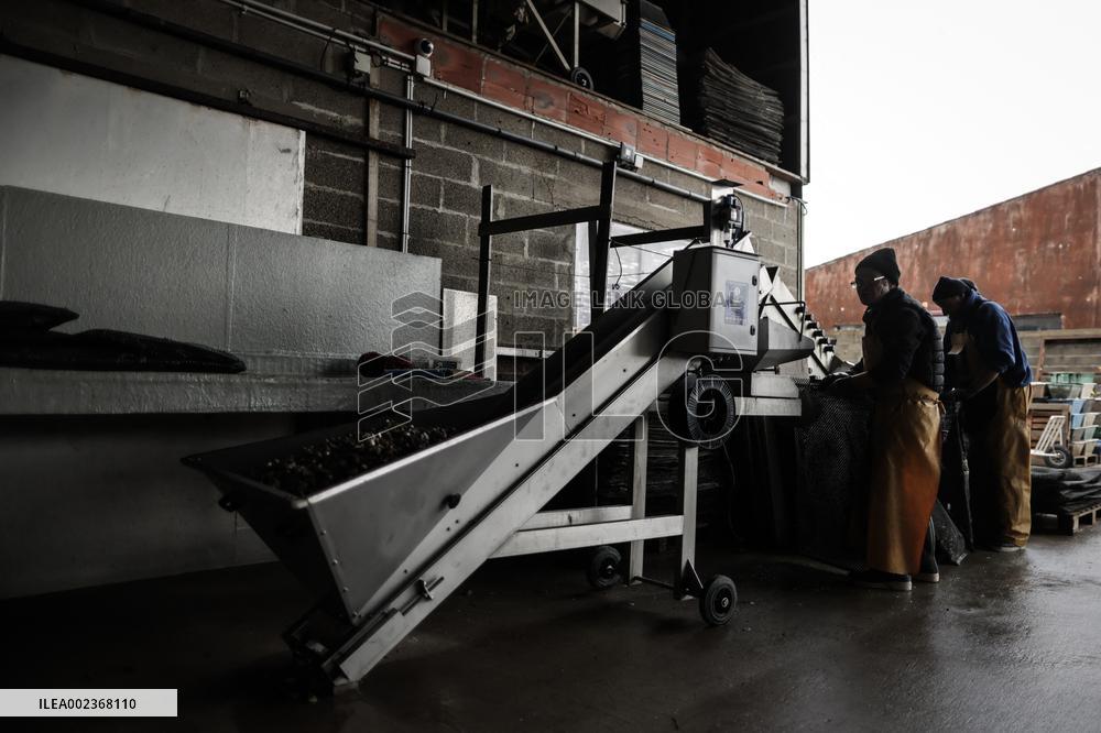 Oyster Farm - Fouras