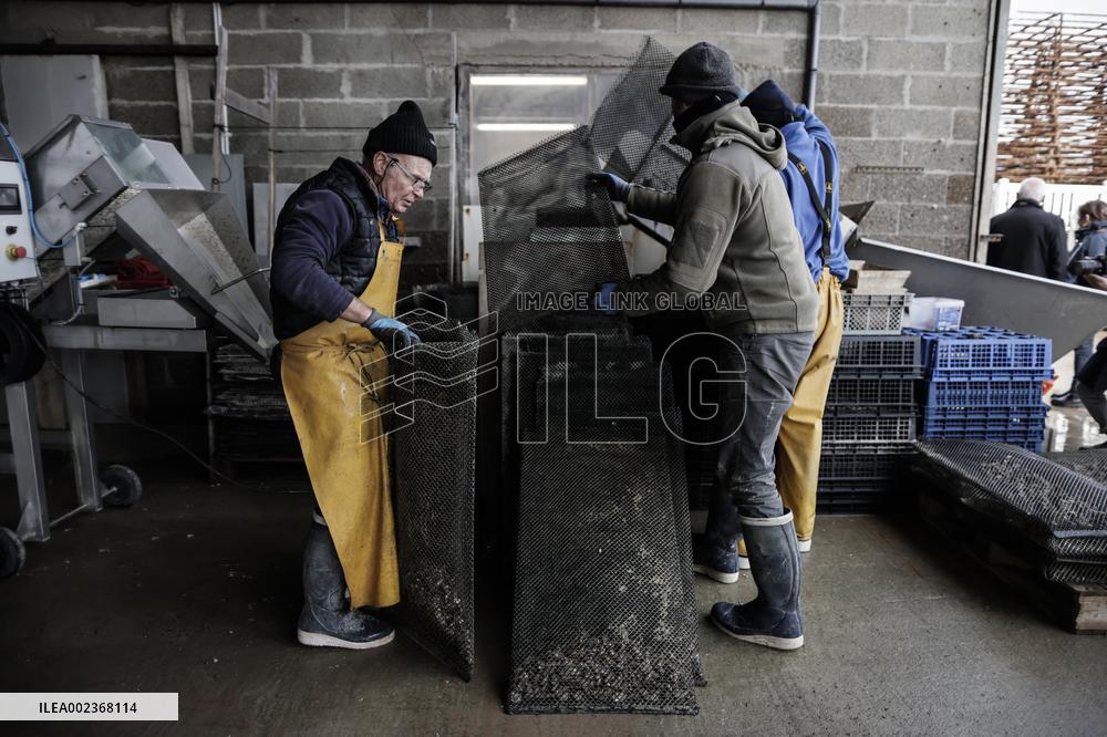 Oyster Farm - Fouras