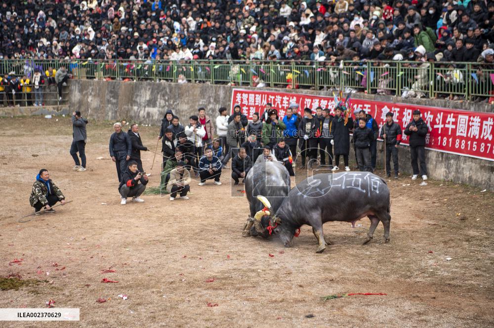 Bullfight in Congjiang
