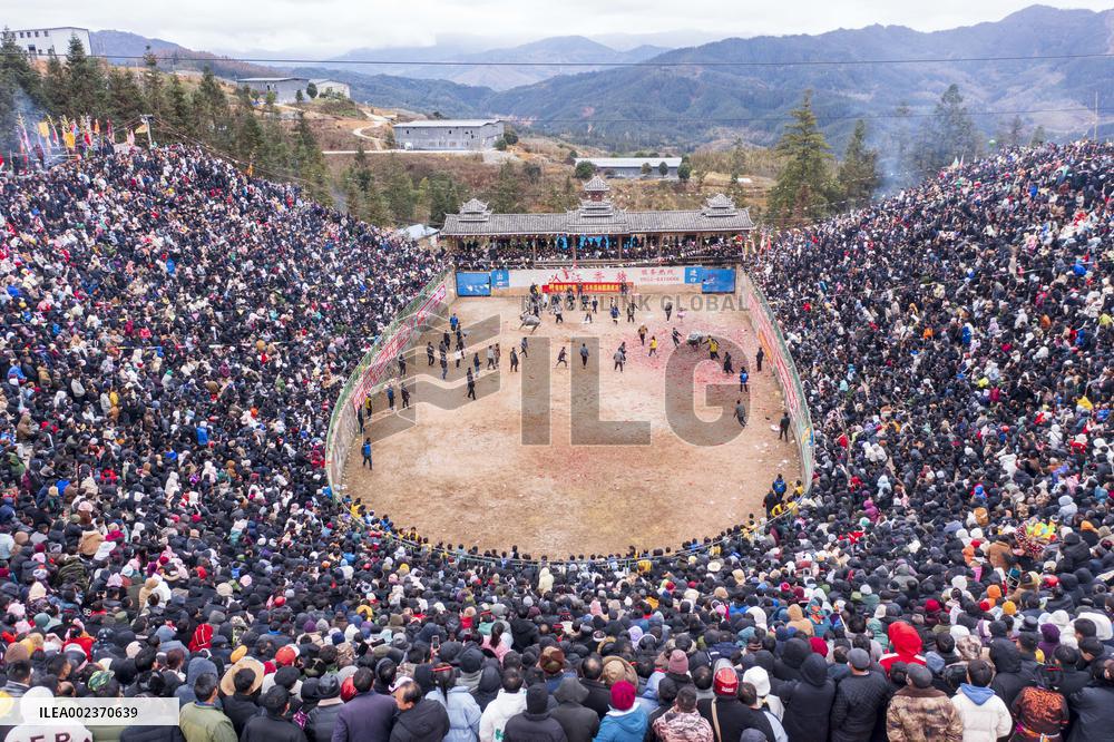Bullfight in Congjiang