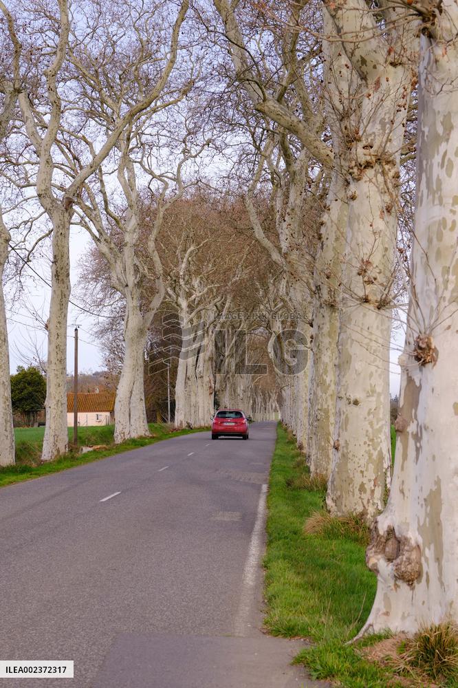 Trees Lining The Roads - France