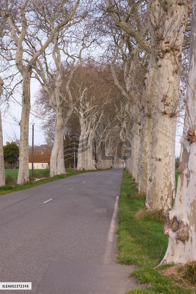 Trees Lining The Roads - France