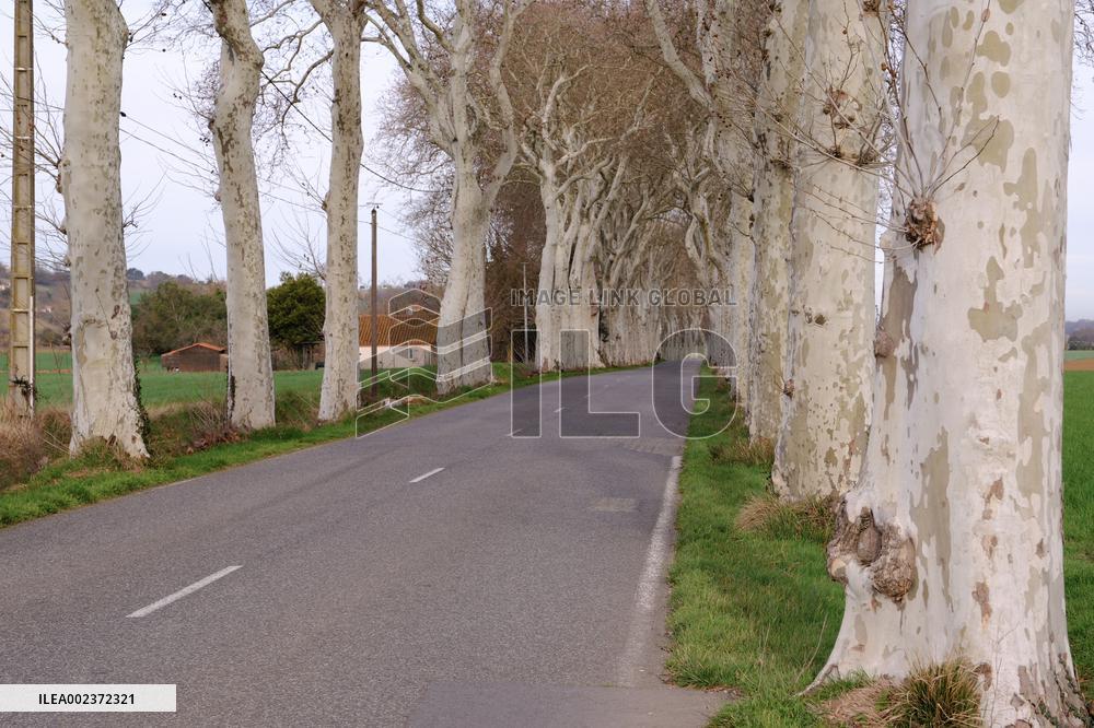 Trees Lining The Roads - France