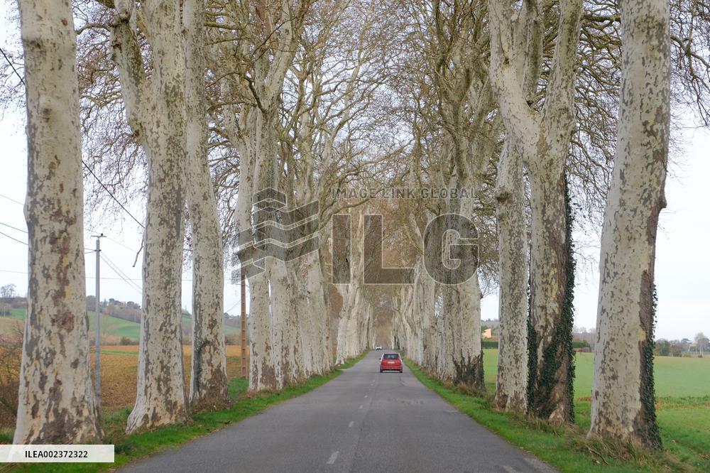 Trees Lining The Roads - France