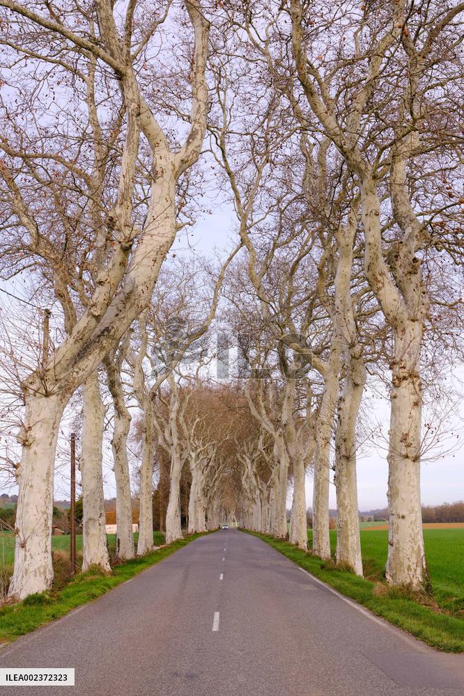 Trees Lining The Roads - France