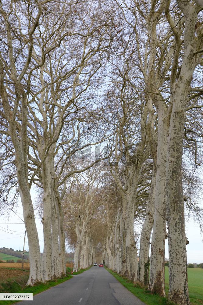 Trees Lining The Roads - France