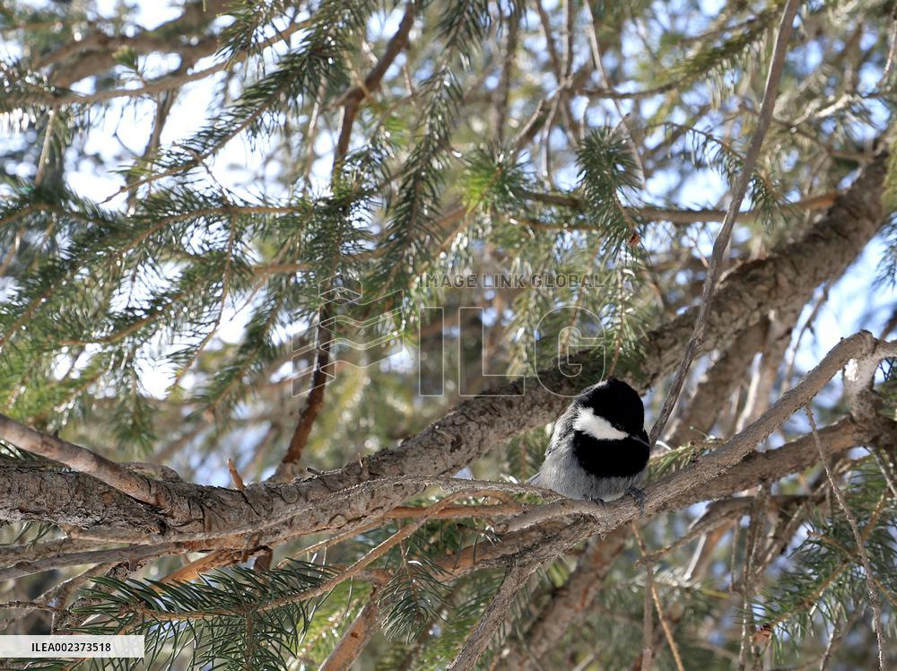 KYRGYZSTAN-BISHKEK-ALA-ARCHA NATIONAL PARK