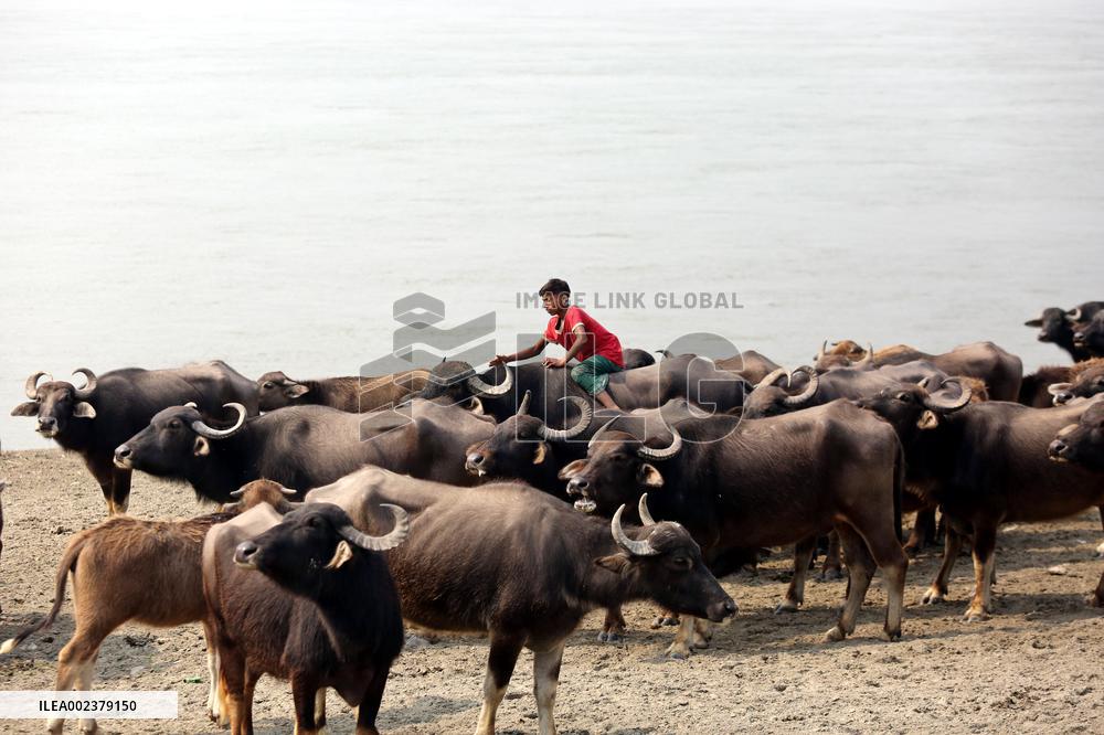 Buffalo Breeding In Bangladesh