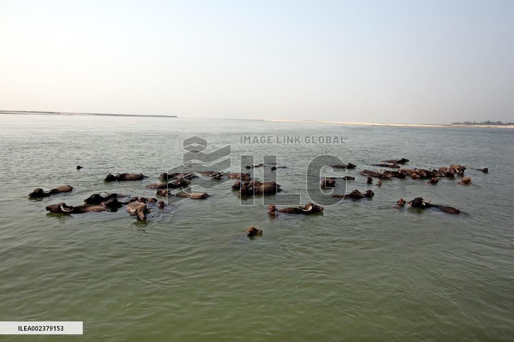 Buffalo Breeding In Bangladesh