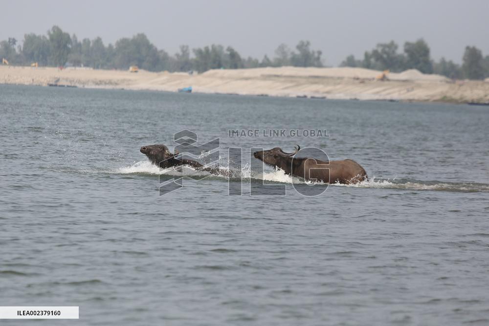 Buffalo Breeding In Bangladesh