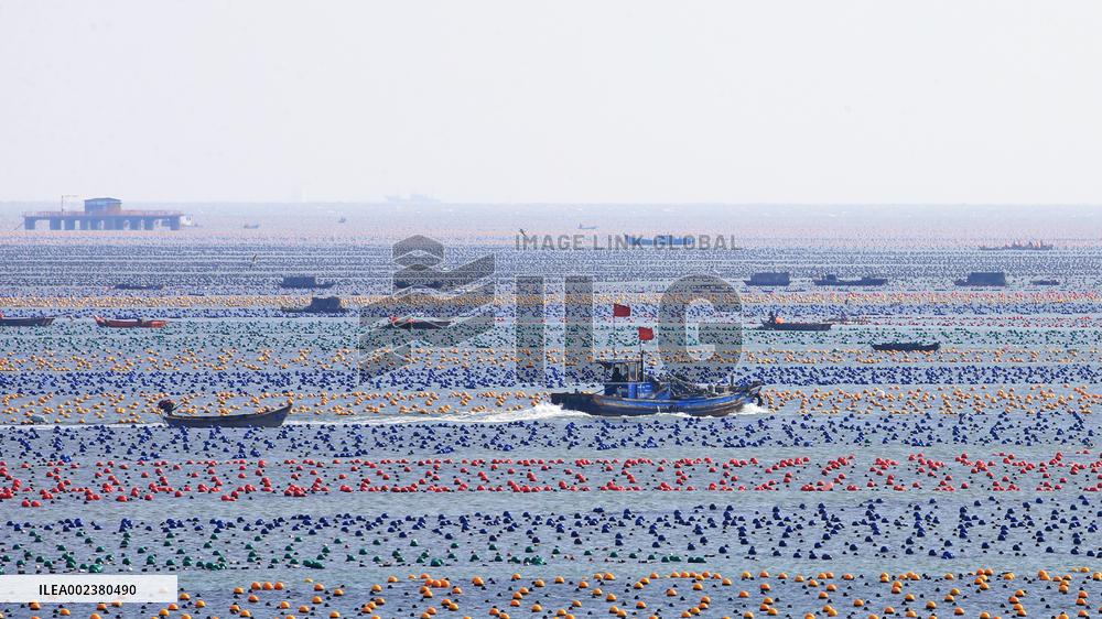 #CHINA-SHANDONG-RONGCHENG-MARINE RANCH-SPRING PRODUCTION (CN)