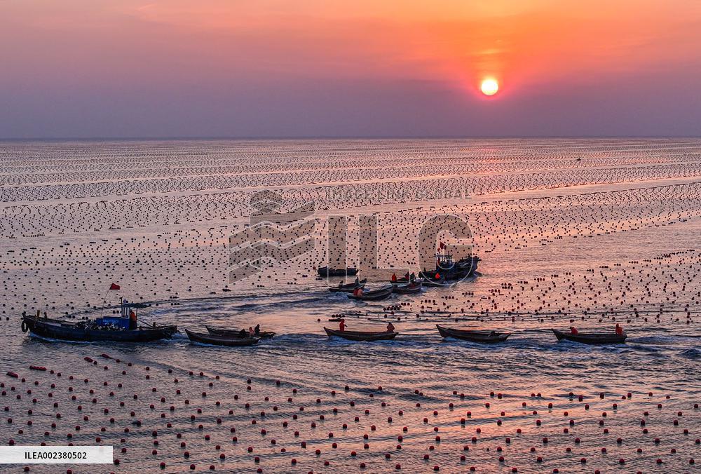 #CHINA-SHANDONG-RONGCHENG-MARINE RANCH-SPRING PRODUCTION (CN)