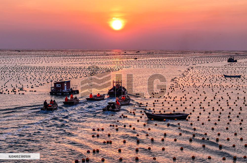 #CHINA-SHANDONG-RONGCHENG-MARINE RANCH-SPRING PRODUCTION (CN)