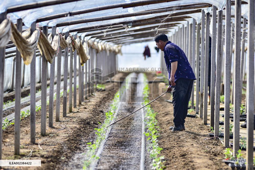 China First Vegetable Town in Qingzhou