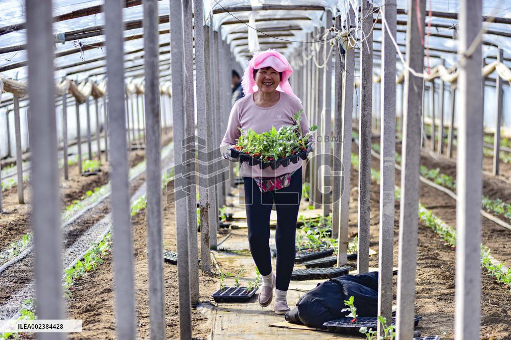 China First Vegetable Town in Qingzhou