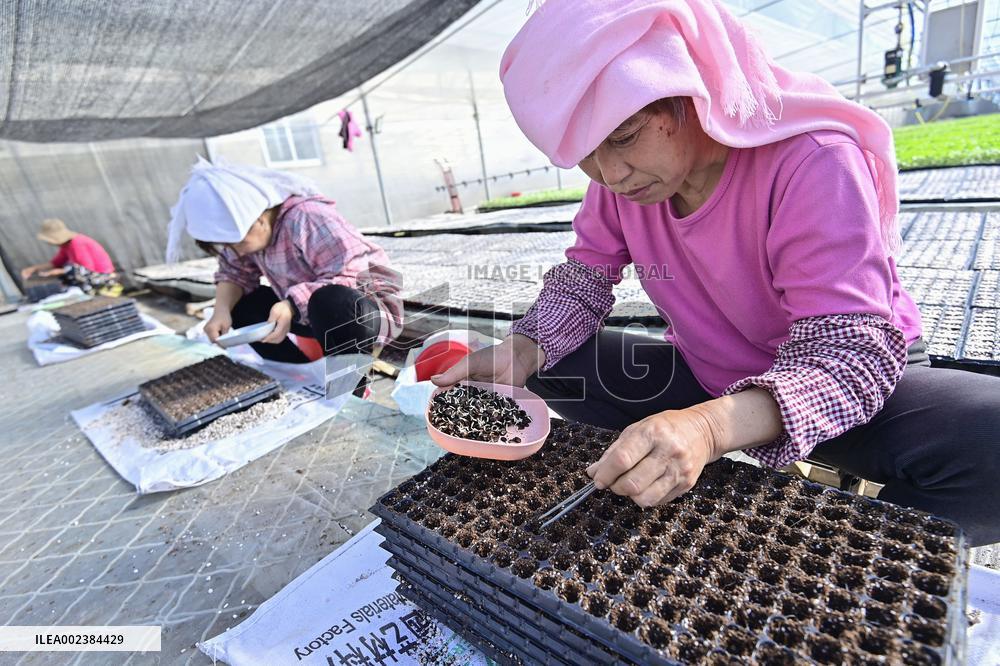 China First Vegetable Town in Qingzhou
